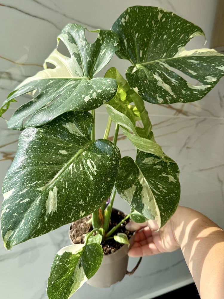 Monstera Thai cala roslina