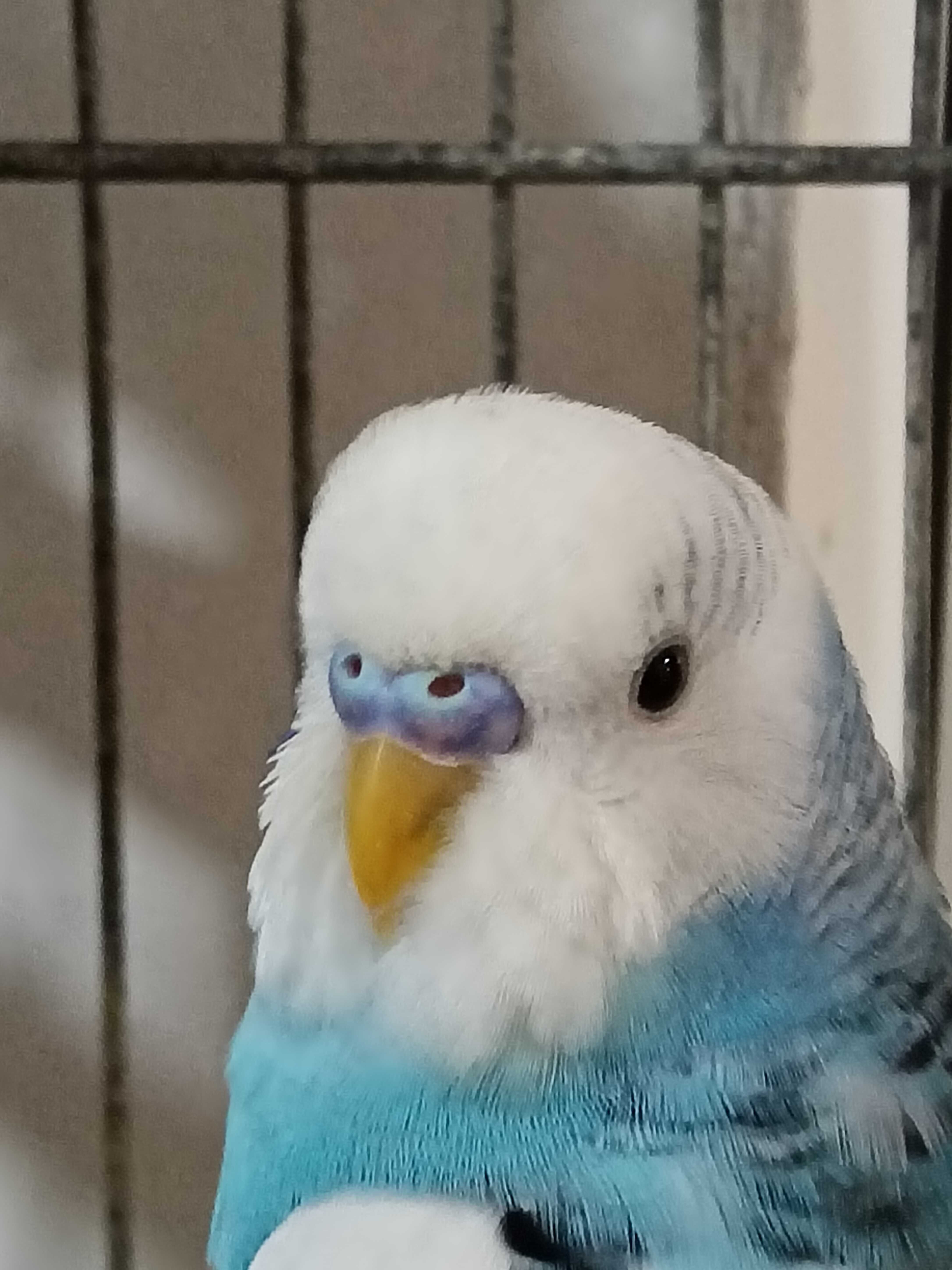 Vendo piriquitos com menos de um ano