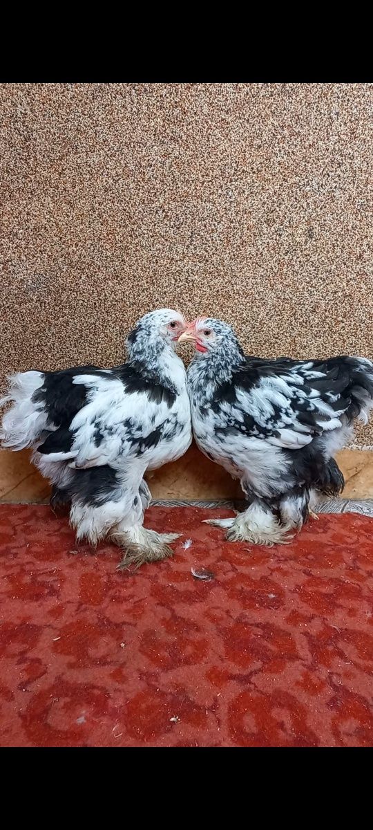 Продам курчата кохінхін мрамор