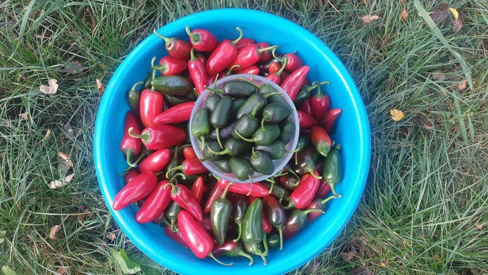 Продам насіння Jalapeno / Халапеньо