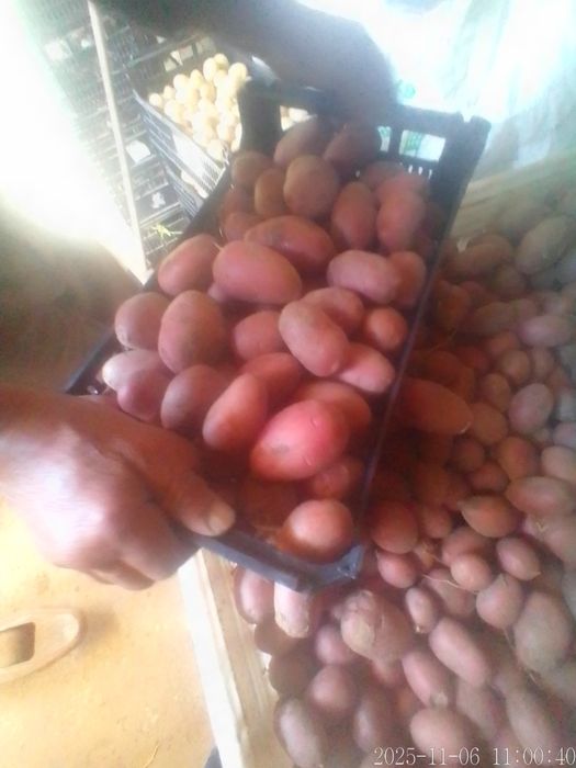 Batata Roxa Nova em quantidade