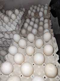 Jaja kacze spozywczei wylegowe wolny wybieg