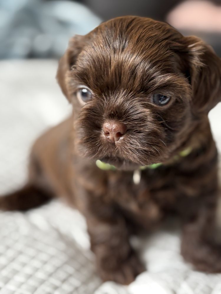 Shih tzu czekoladowy samiec Gimi z rodowodem FCE