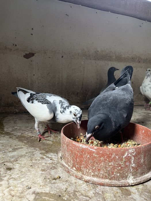 Gołębie pocztowe młode