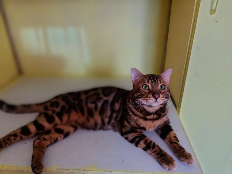 Вязка - опытный  бенгал