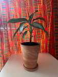 Aglaonema w ładnej glinianej doniczce