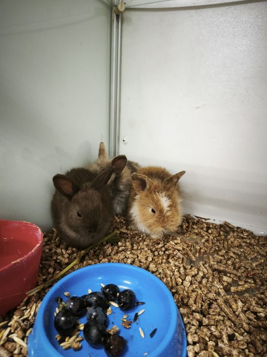 Декоративні кролики