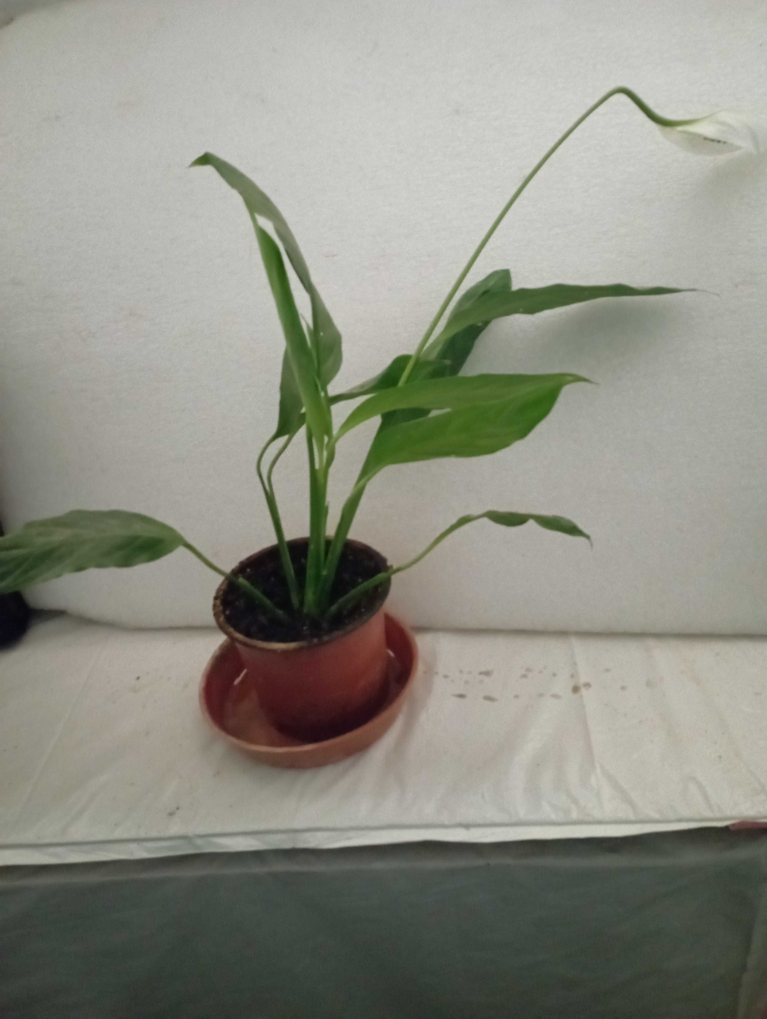 Planta Lírio da Paz