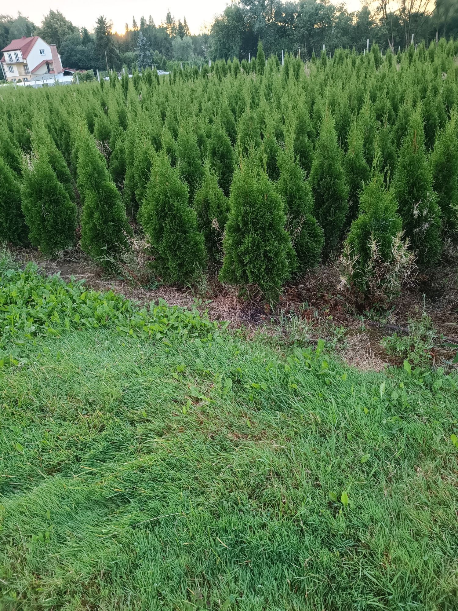 Tuja szmaragd 120 cm