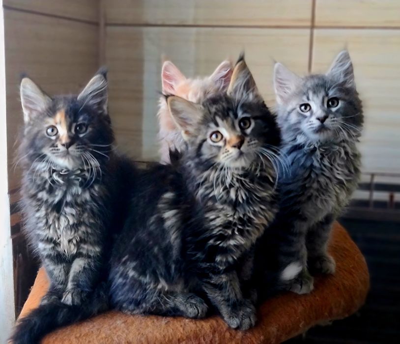 Ласковые и нежные котята мейн-кун, доставка в ваш город