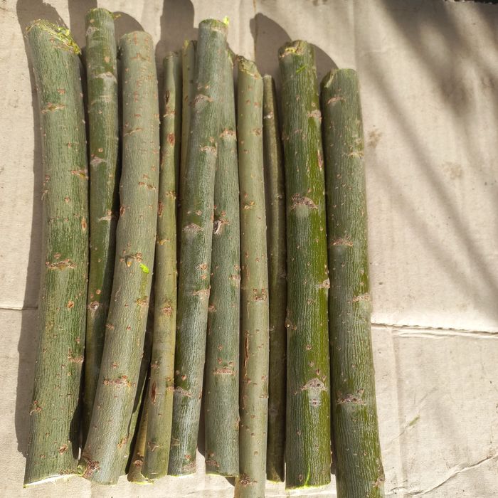 Черенки енергетичної верби. Сорт Сахалінська, 35штук