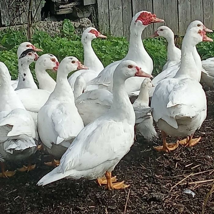 Sprzedam młode kaczki piżmowe białe