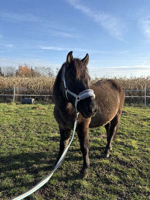 Wałach huculski, hucuł