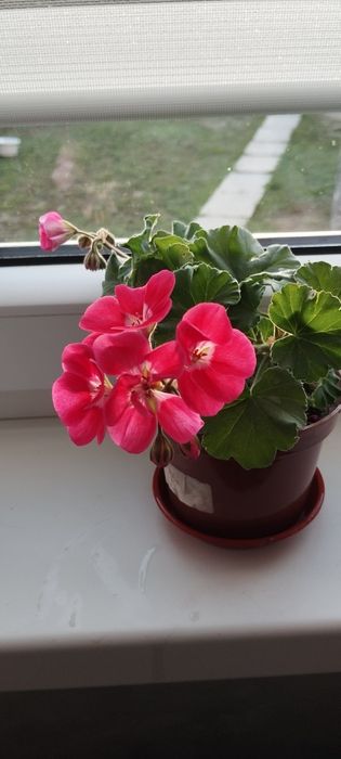 Продам пеларгонія