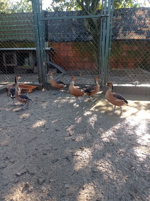 Patos e perus para venda