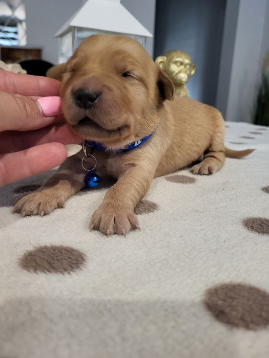 Golden retriever ciemno złote maluszki