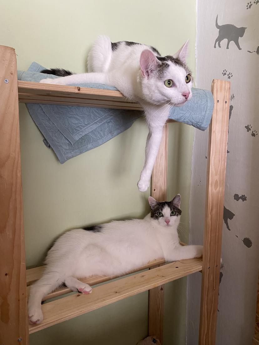 Cudowne kocie rodzeństwo do adopcji