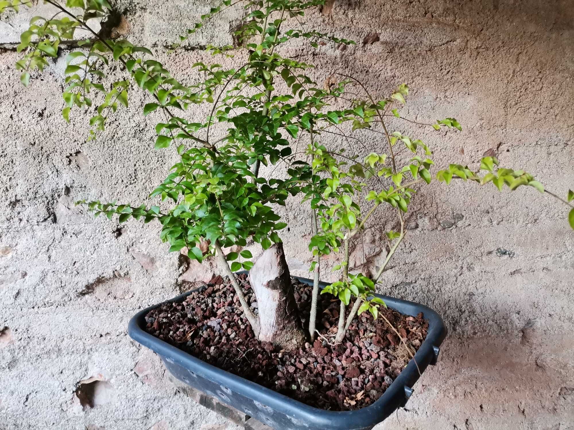 Pré-Bonsai de "Ligustrum Sinense" - *VENDA URGENTE (DESOCUPAR)*