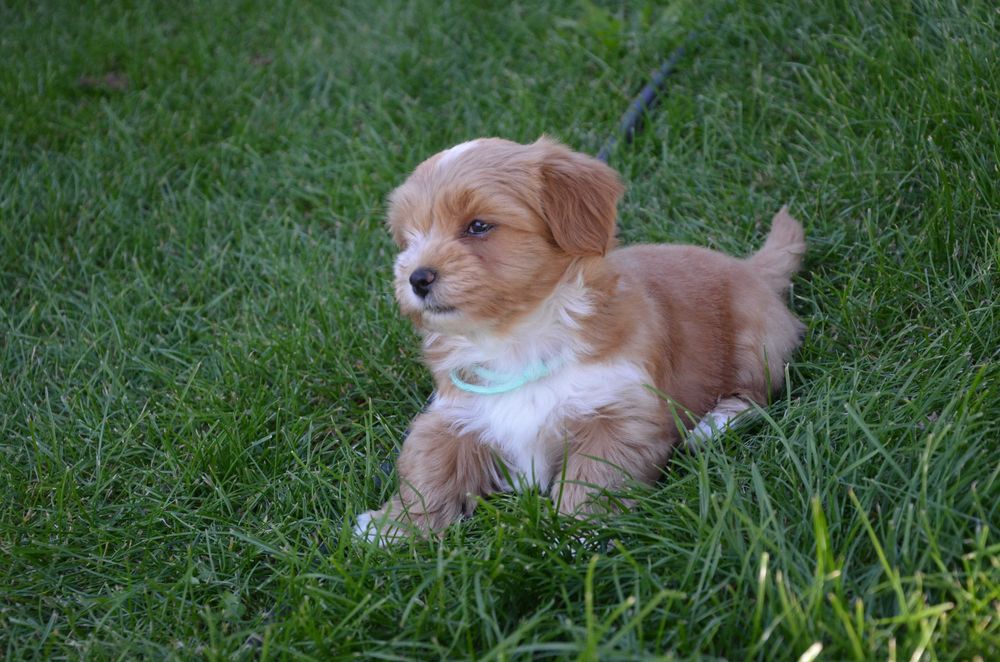 hawańczyk Gustaw  super piesek ZKwP/FCI