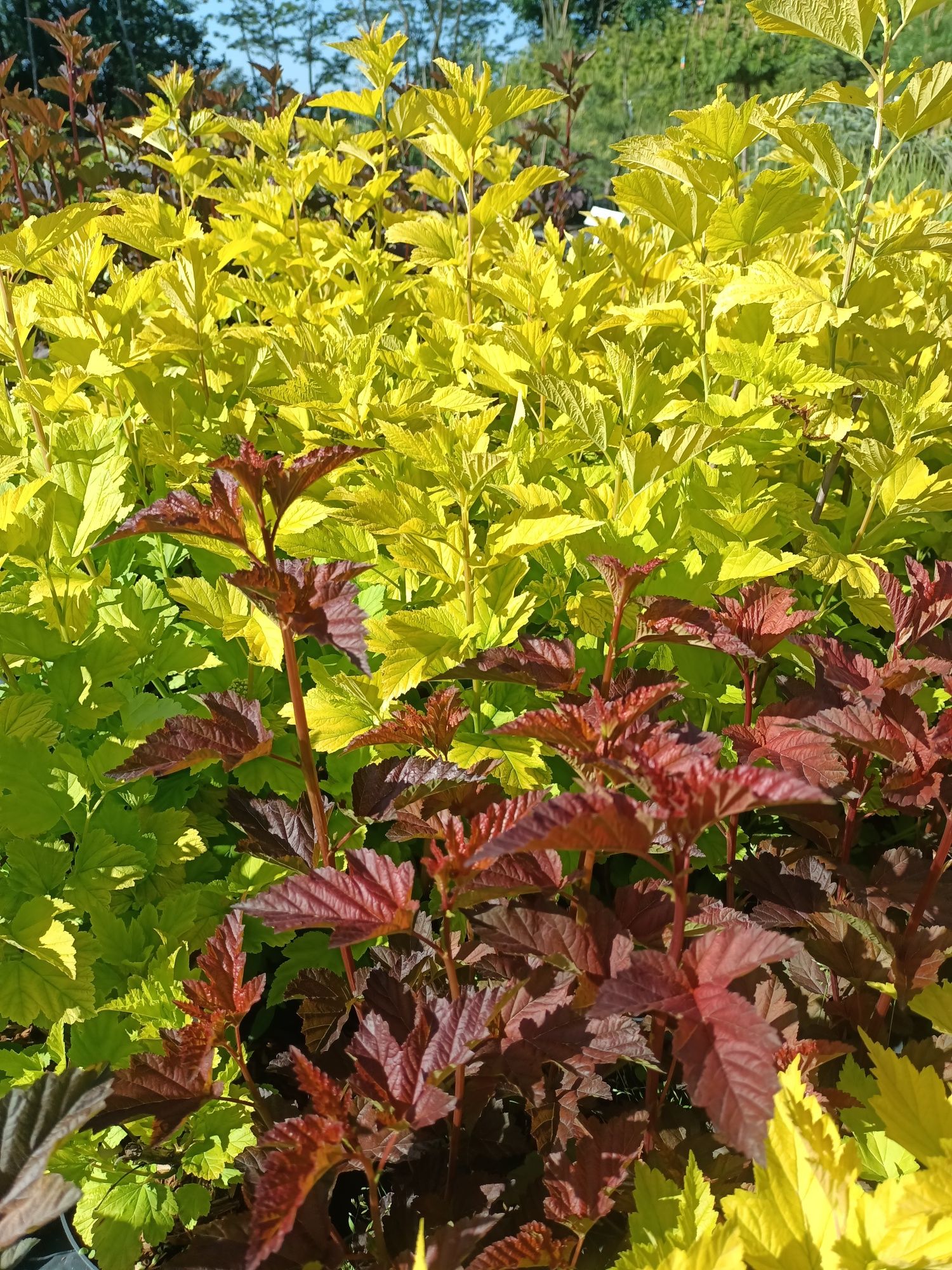 Krzewy kwiatowe azalia hortensja krzewuszka tawuła barwinek pieris