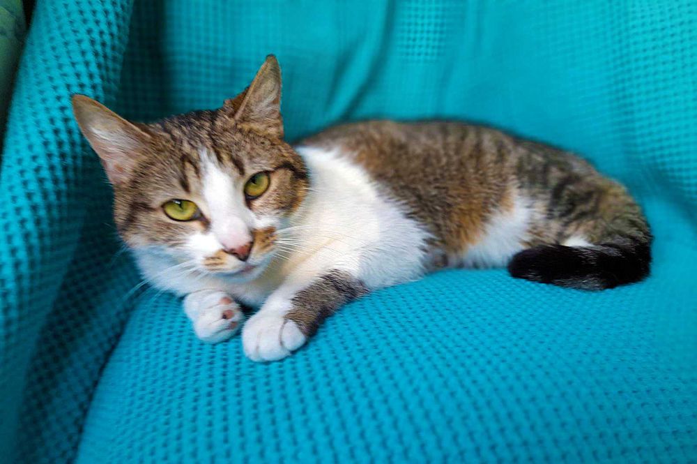 Брітні, біло-смугаста кішечка, шукає сім’ю! кішка 1рік,  кошка кошеня