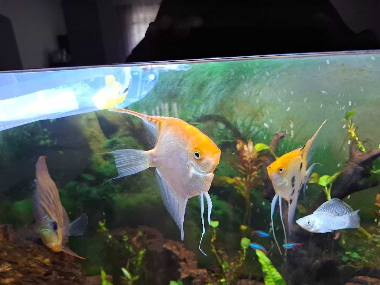 peixes escalares