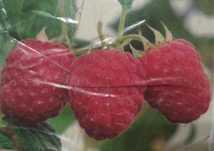 Малина Аміра (rubus idaeus)