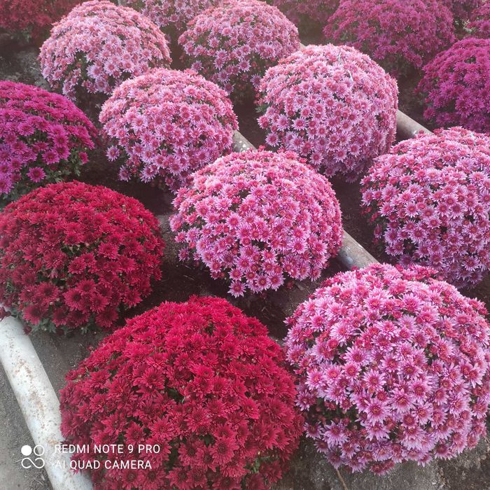 Chryzantemy drobnokwiatowe ,średniokwiatowe, wielkokwiatowe