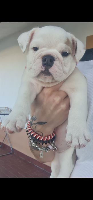 Bulldog Inglesesa