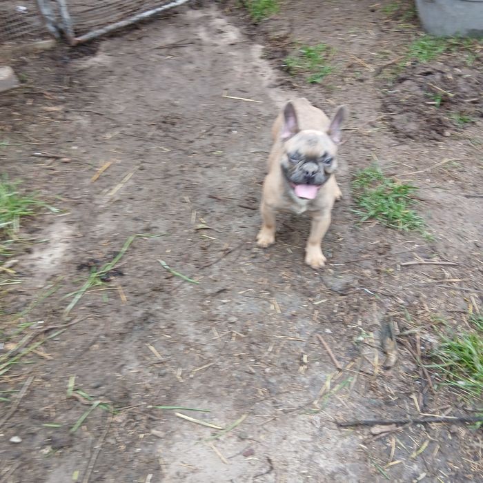 Голубые француженки 6 мес