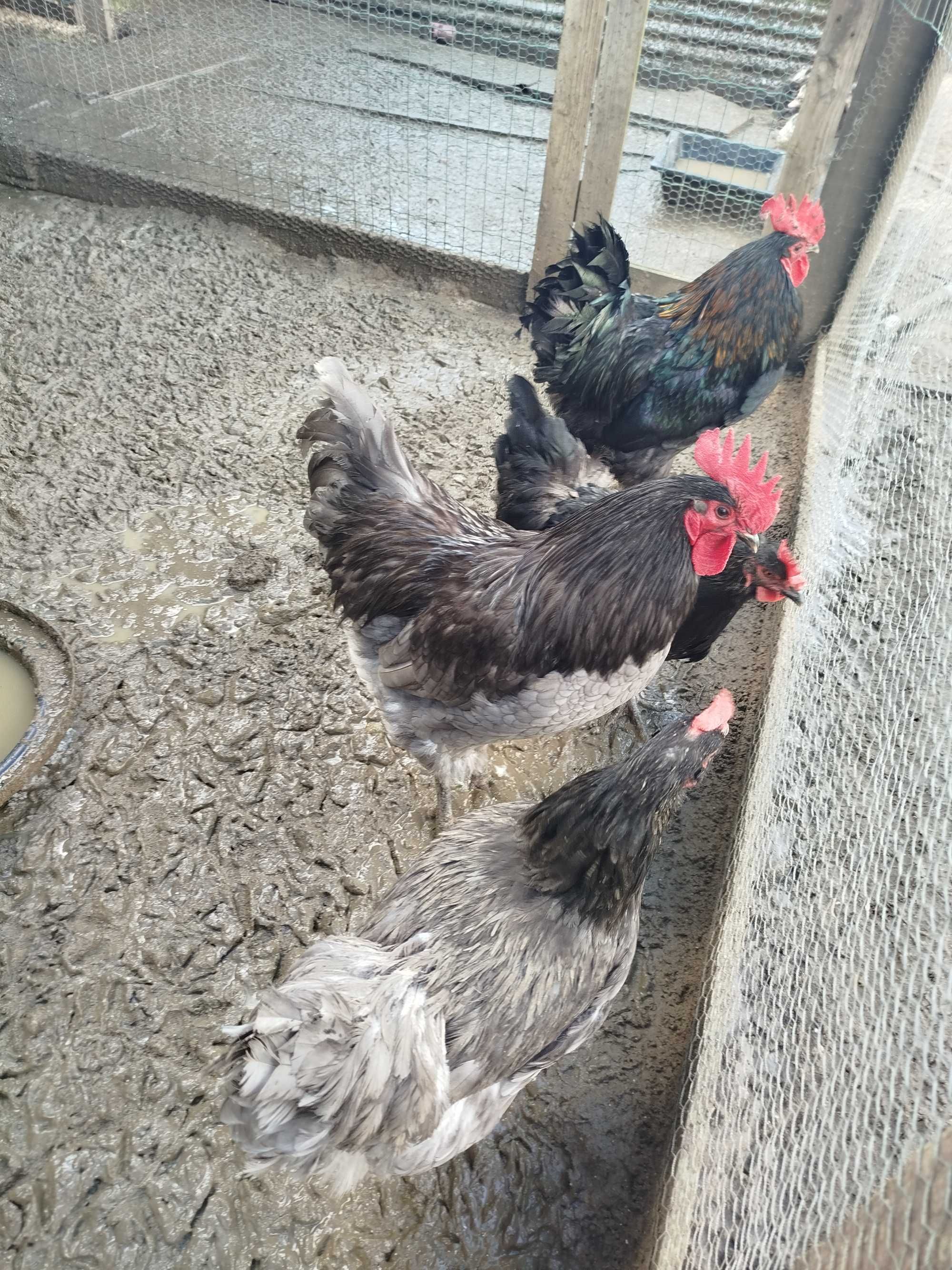 Ovos galados de Galinha e Fraca, Pintos  Frangos Galos Galinhas