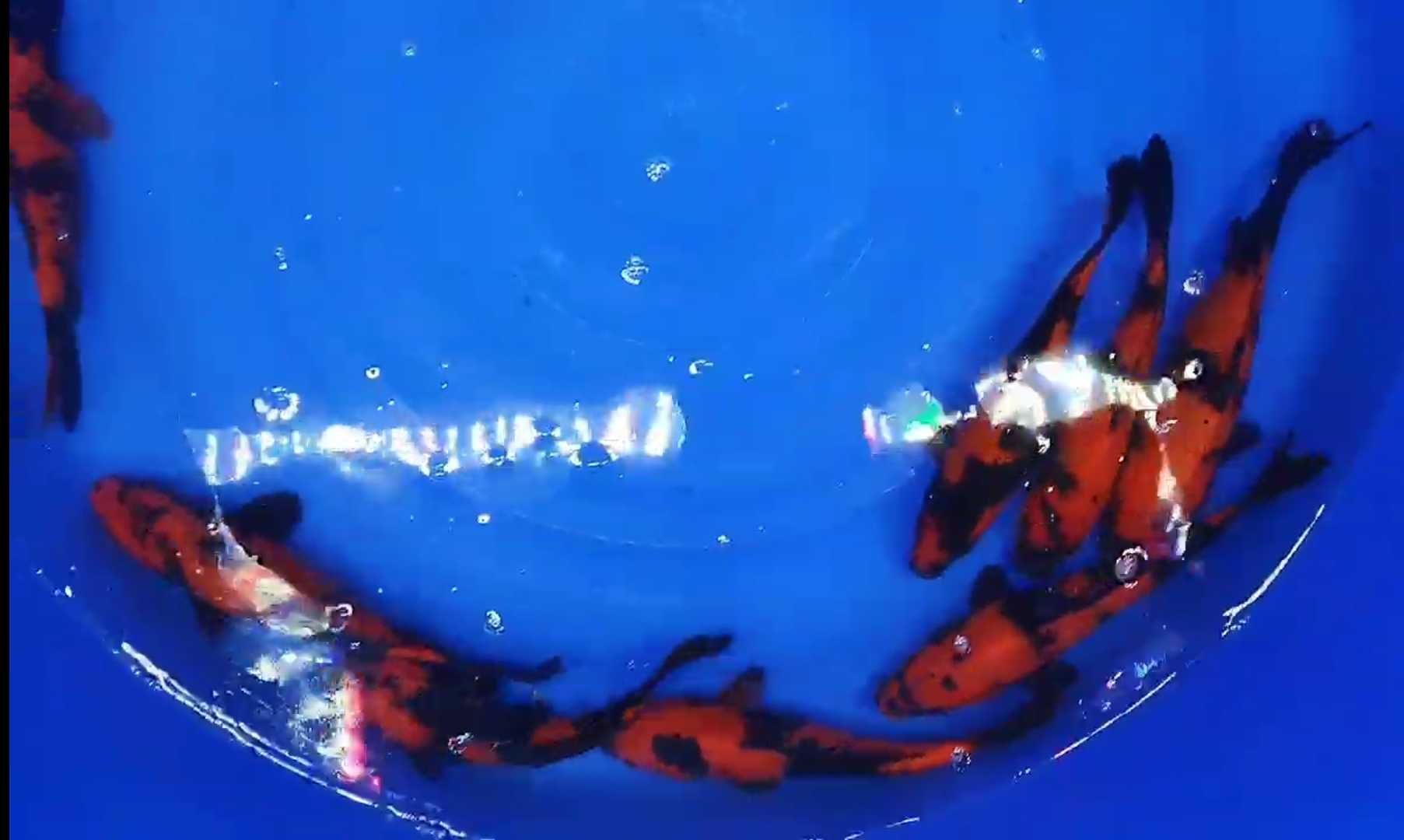 Carpa koi do Japão