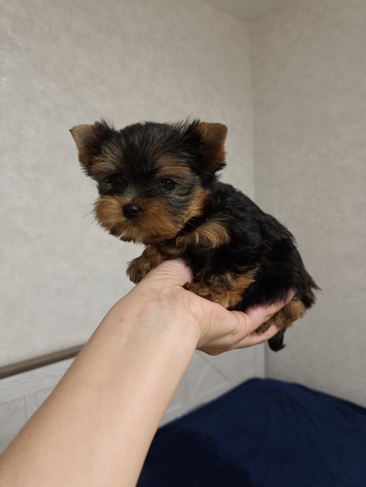 Маленька принцеса