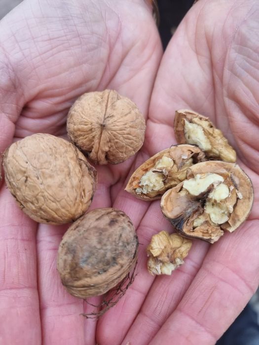 Orzechy włoskie tegoroczne