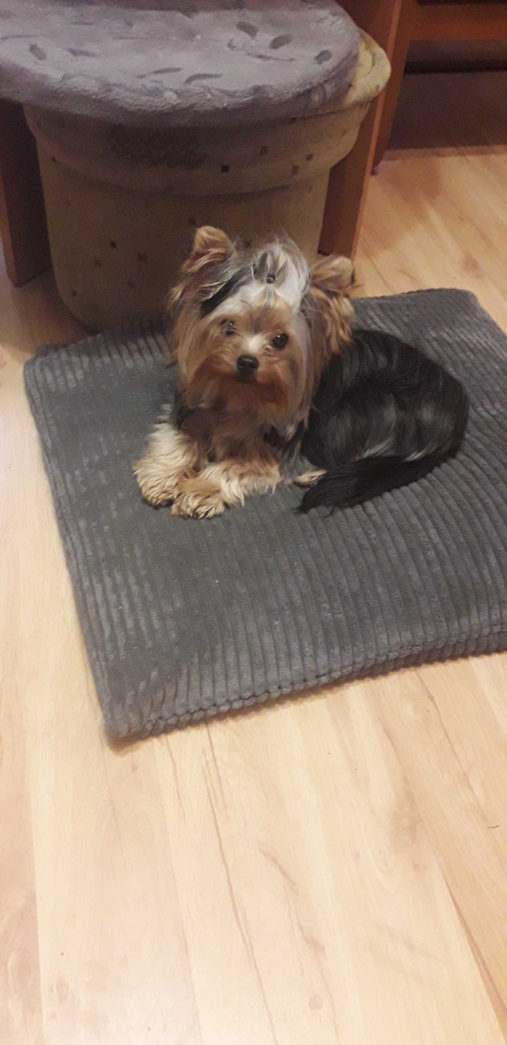 Yorkshire terrier suczka