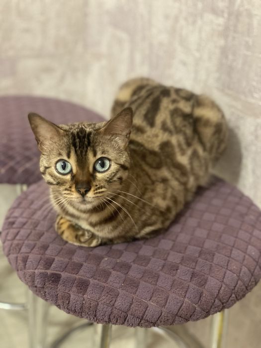 Бенгальські кошенята