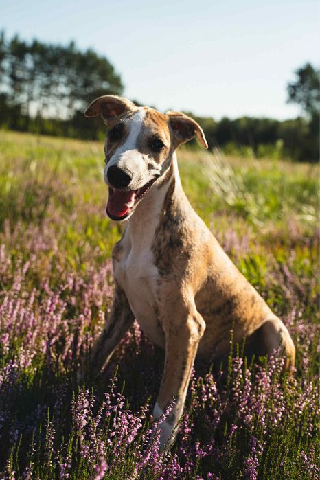 Whippet pies ZKwP/FCI