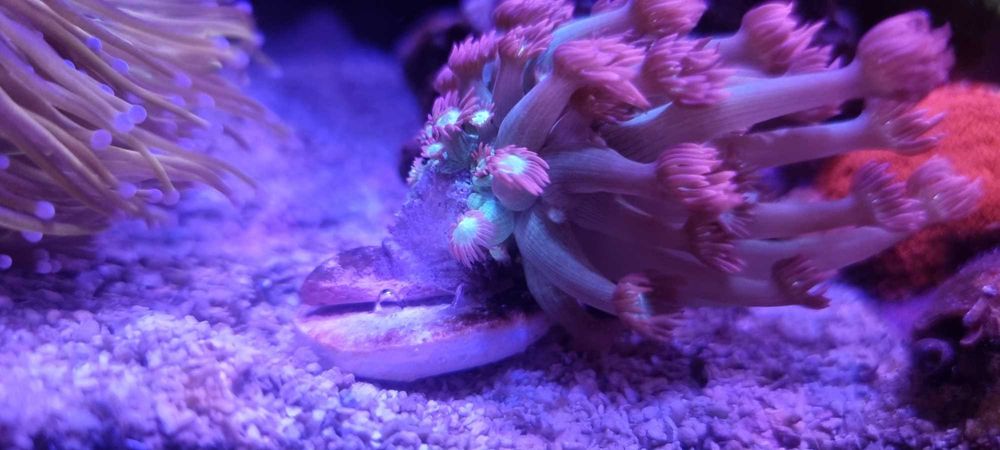 Corais Euphyllia Dragon tamer e goniopora