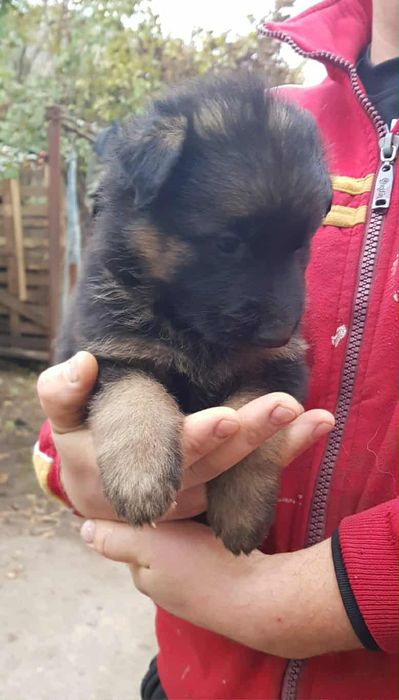 В продажі щенята Німецької Вівчарки