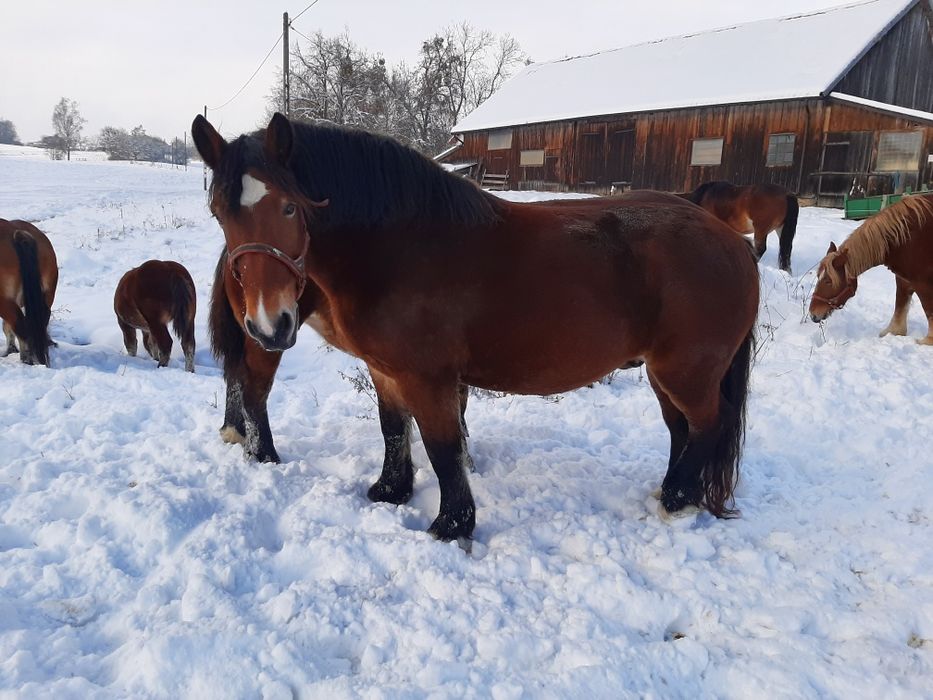 Dwie klacze zimnokrwiste. Księga główna.