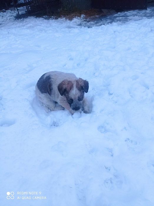 Oddam szczeniaki za darmo
