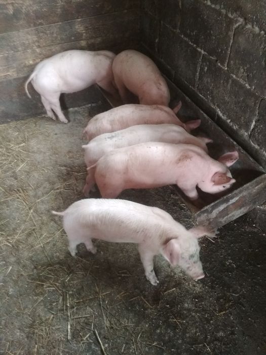 Продам  Поросята