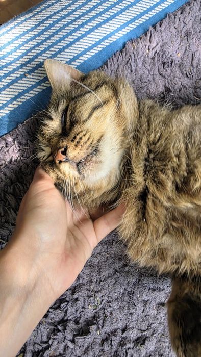 Poszukiwany dom tymczasowy dla kota