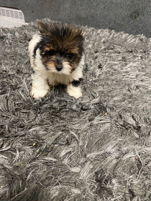 York biewer tricolor suczka xs mini