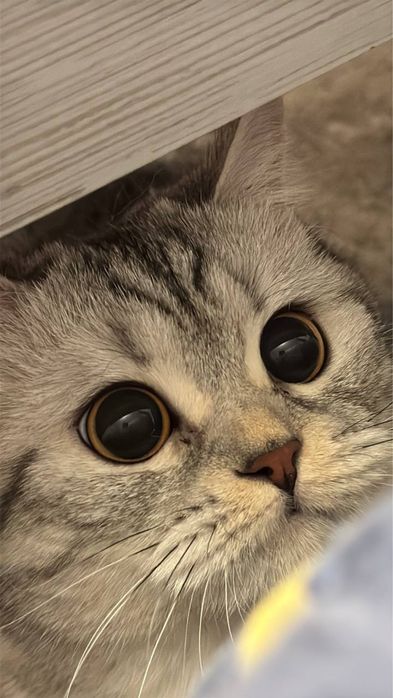 Кошеня британське хлопчик