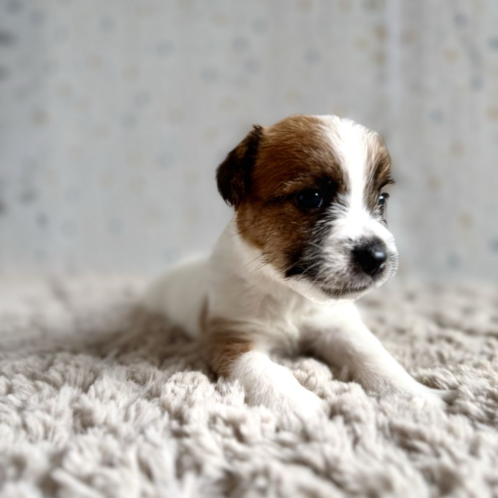 Jack Russell Terrier- biało- brązowa sunia z rodowodem ZKwP