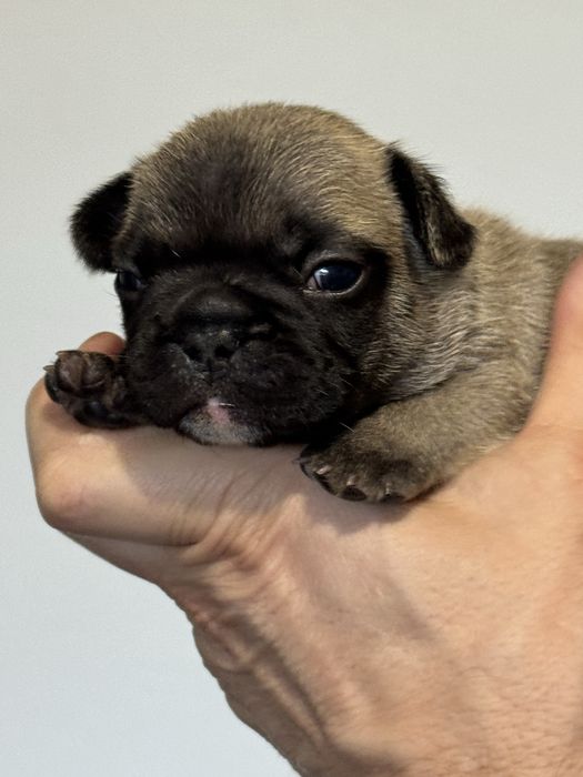 Balti - buldog francuski ZKwP