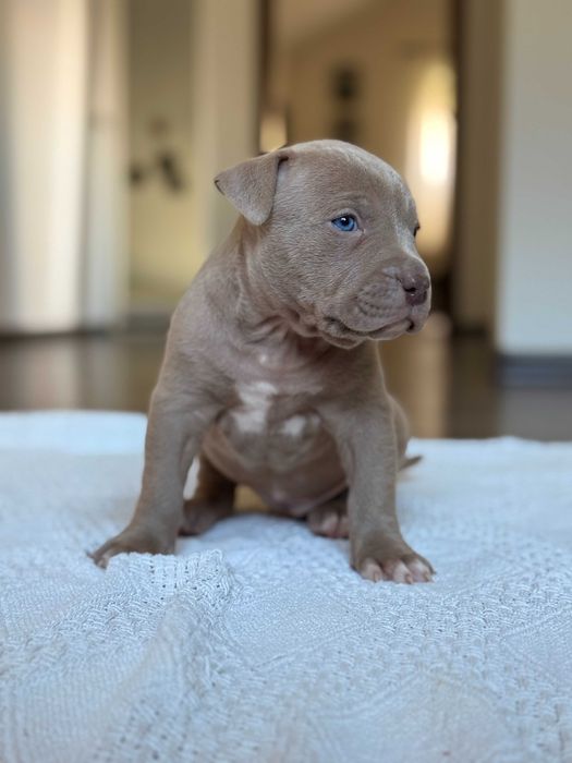 American Bully XL