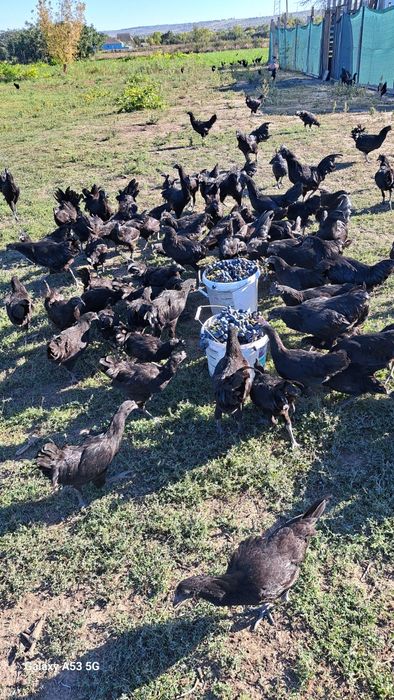 Продам чёрный кури