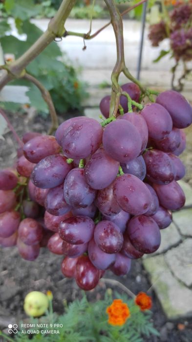 Черенки винограду